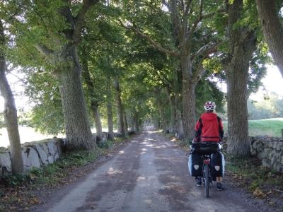 Alte Allee mit Steinmauer