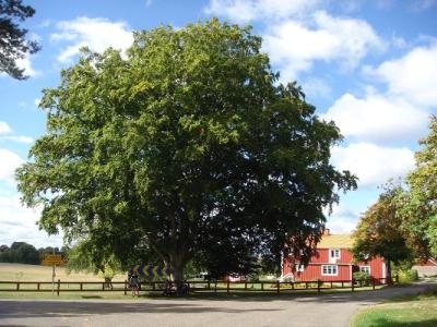 Beeindruckend grosser Baum